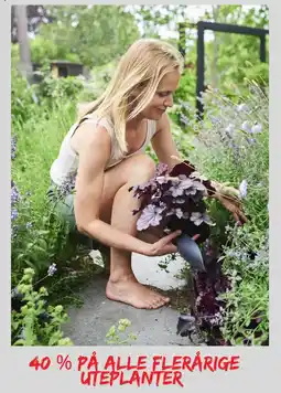 Plantasjen Alle flerårige uteplanter tilbud
