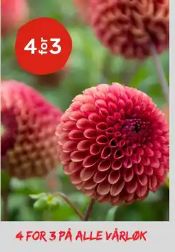 Plantasjen Alle vårløk tilbud