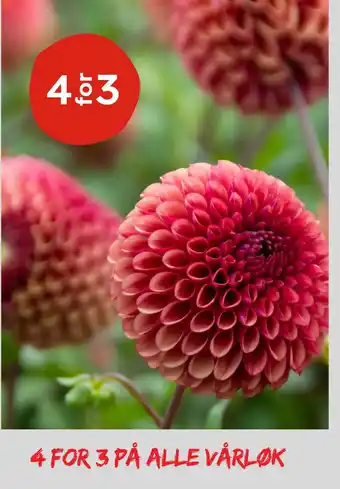 Plantasjen Alle vårløk tilbud