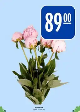 Rema 1000 PEONER 5 PK tilbud