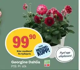 Coop Mega Georgine Dahlia tilbud