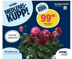 Coop Extra Georgine Dahlia tilbud