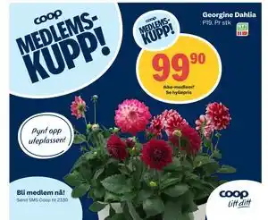 Coop Extra Georgine Dahlia tilbud