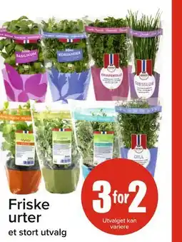 Spar Friske urter tilbud