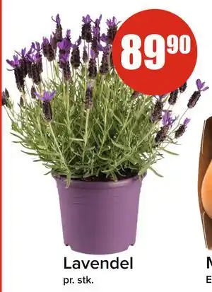 Spar Lavendel tilbud