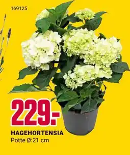 Europris HAGEHORTENSIA tilbud