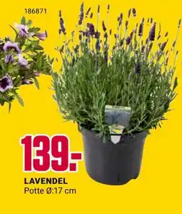 Europris LAVENDEL tilbud