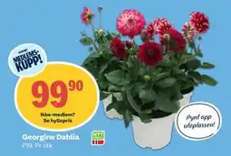 Coop Obs Georgine Dahlia tilbud