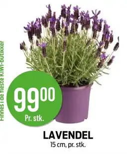 Kiwi LAVENDEL tilbud