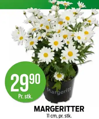 Kiwi MARGERITTER tilbud