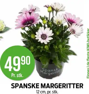 Kiwi SPANSKE MARGERITTER tilbud