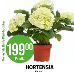 Kiwi HORTENSIA tilbud