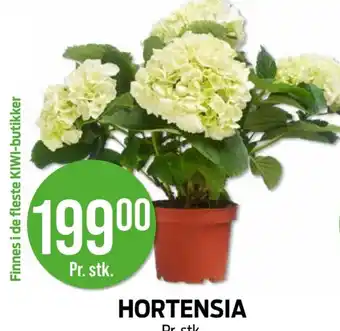 Kiwi HORTENSIA tilbud