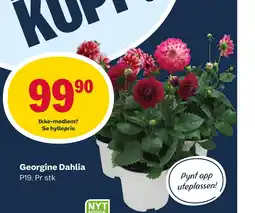 Coop Marked Georgine Dahlia tilbud