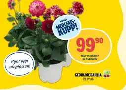 Coop Prix GEORGINE DAHLIA P19. Pr stk tilbud
