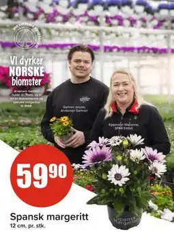 Spar Spansk margeritt tilbud