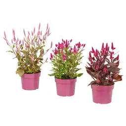 IKEA Celosia Potteplante, Celosia, 19 cm tilbud