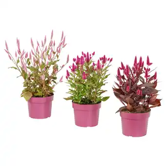 IKEA Celosia Potteplante, Celosia, 19 cm tilbud