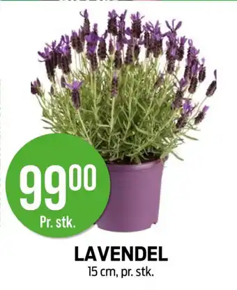 Kiwi Lavendel tilbud
