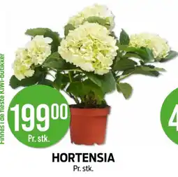 Kiwi Hortensia tilbud