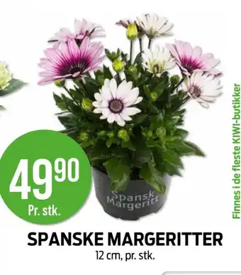 Kiwi Spanske margeritter tilbud