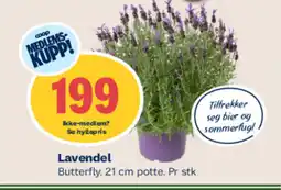 Coop Mega Lavendel tilbud
