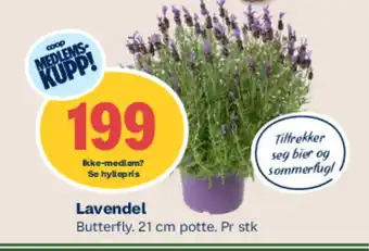 Coop Mega Lavendel tilbud