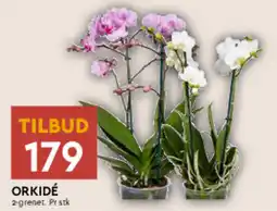Coop Mega ORKIDÉ tilbud