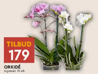 Coop Mega ORKIDÉ tilbud