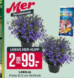 Europris Lobelia tilbud