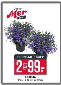 Europris LOBELIA tilbud