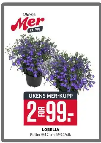 Europris LOBELIA tilbud