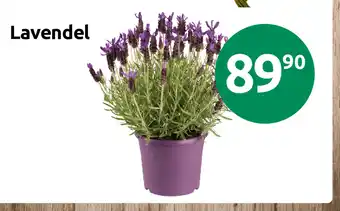 Joker Lavendel tilbud
