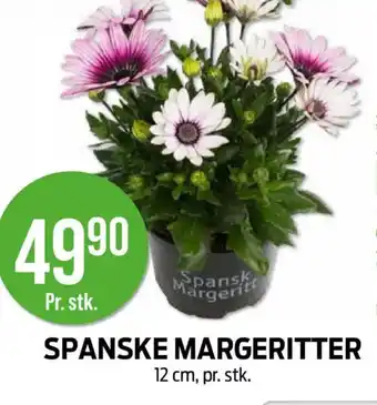 Kiwi Spanske margeritter tilbud