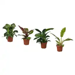 IKEA Philodendron Potteplante, filodendron hvit bølge blandede arter, 12 cm tilbud