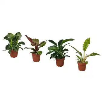 IKEA Philodendron Potteplante, filodendron hvit bølge blandede arter, 12 cm tilbud