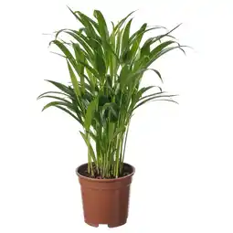 IKEA Dypsis lutescens Potteplante, Arekapalme, 17 cm tilbud