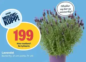 Coop Obs Lavendel tilbud