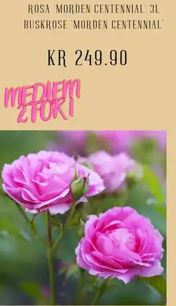 Plantasjen Rosa morden centennial 3l buskrose 'morden centennial tilbud