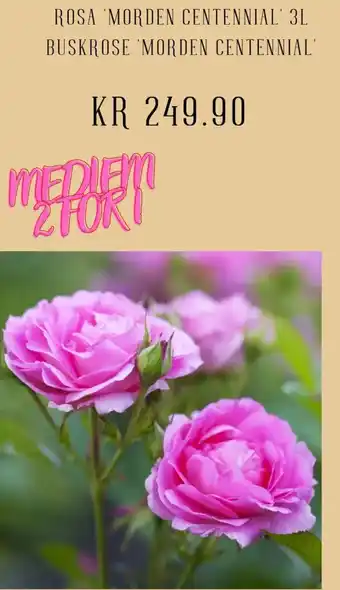 Plantasjen Rosa morden centennial 3l buskrose 'morden centennial tilbud