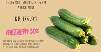 Plantasjen Ready cucumber mini 14 cm agurk mini tilbud
