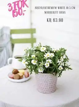 Plantasjen Argyranthemum white 10.5 cm margeritt dana tilbud