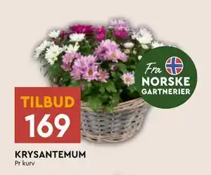 Coop Mega Krysantemum tilbud