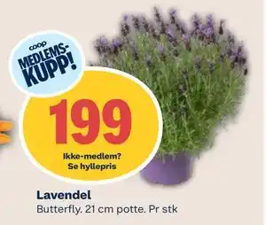 Coop Mega Lavendel tilbud