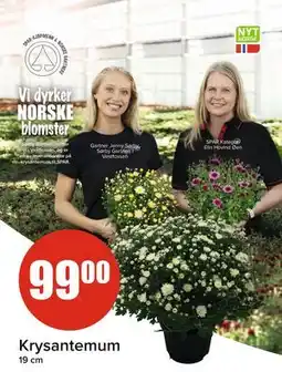 Spar Krysantemum tilbud