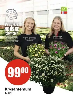 Spar Krysantemum tilbud