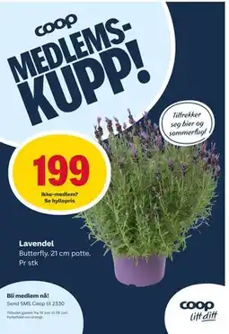 Matkroken Lavendel tilbud
