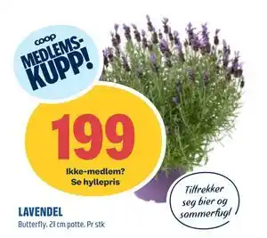 Coop Obs LAVENDEL tilbud