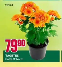 Europris TAGETES tilbud