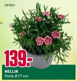 Europris NELLIK tilbud